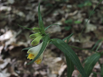 Melampyrum_pratense_commutatum_Remscheid_Feldbachtal_101017_ja01.jpg