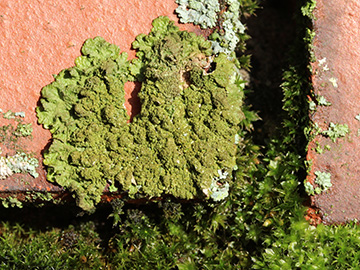 Melanixia_subaurifera_Orthotrichum_diaphanum_Bryum_capillare_BOUnicenter_210118_CB01.jpg