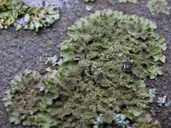 Melanohalea_exasperatula_RUB250114_ja23.jpg