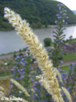 Melica_ciliata_nebrodensis_Hatzenport_100612_TK23.jpg