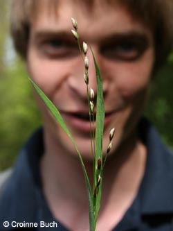 Melica_uniflora_BrilonNSGSchwarzesHaupt260409_CB01.jpg