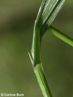 Melica_uniflora_BrilonNSGSchwarzesHaupt260409_CB02.jpg