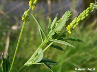 Melilotus_dentatus_Elbe2008_4_ja34.jpg