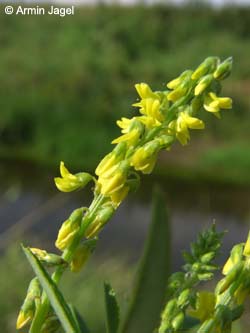 Melilotus_dentatus_Elbe2008_4_ja35.jpg