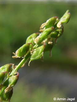 Melilotus_dentatus_Elbe2008_4_ja36.jpg