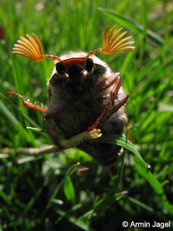 Melolontha_melolontha_BrilonerHochflaeche260409_ja27.jpg