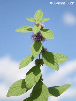 Mentha_arvensis_austriaca_Elbe2008_8_CB47.jpg