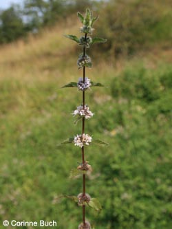 Mentha_gracilis_Poeppelsche_IMG_9676_CB.jpg