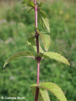 Mentha_gracilis_Poeppelsche_IMG_9681_CB.jpg