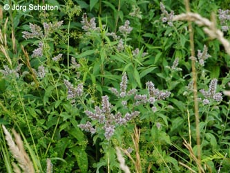 Mentha_spicata_condensata_KMerkenichRhein_JScholten01.jpg