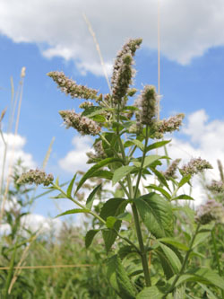 Mentha_spicata_condensata_KMerkenichRhein_ja01.jpg