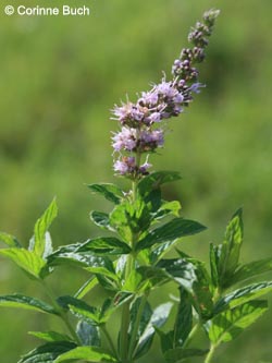 Mentha_spicata_condensata_Poeppelsche_IMG_9708_CB.jpg