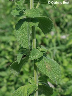 Mentha_villosa_alopecuroides_Poeppelsche_IMG_9664_CB.jpg