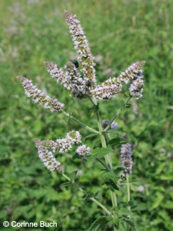 Mentha_villosa_alopecuroides_Poeppelsche_IMG_9665_CB.jpg