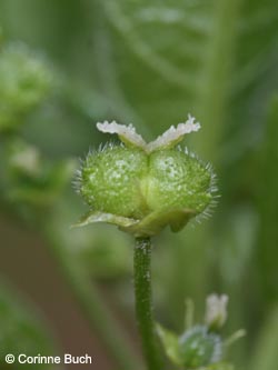 Mercurialis_perennis_Loermecketal210412_CB01.jpg