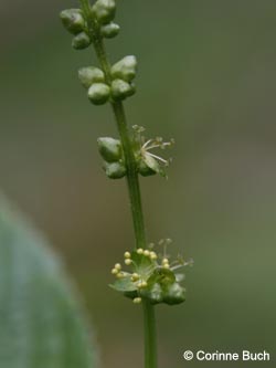 Mercurialis_perennis_Loermecketal210412_CB02.jpg