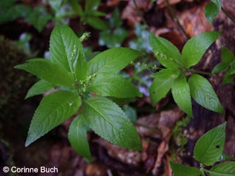 Mercurialis_perennis_Loermecketal210412_CB03.jpg