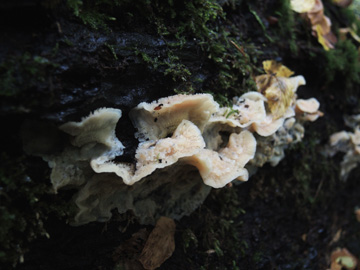 Merulius_tremellosus_BO_Koenigsbuescher_Waeldchen_Pilze_ja02.jpg