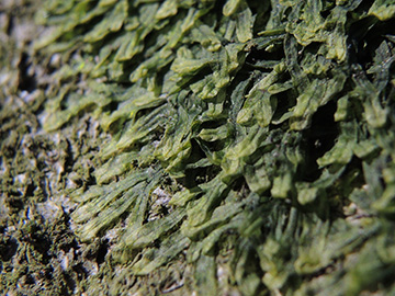 Metzgeria_furcata_Aachen_Waldfriedhof_250218_ja02.jpg