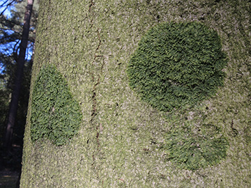 Metzgeria_furcata_Aachen_Waldfriedhof_250218_ja05.jpg