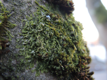 Metzgeria_furcata_RUBMoose210117_ja02.jpg