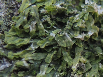 Metzgeria_furcata_RUBMoose210117_ja02_2.jpg