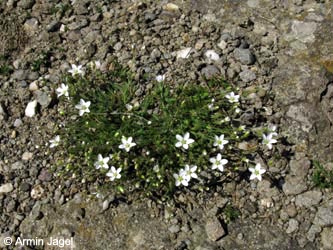 Minuartia_verna_hercynica_BottendorferHuegel_Kyffhaeuser030610_ja01.jpg