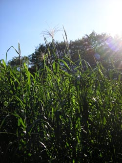 Miscanthus_giganteus_HERGysenberg011011_PG01.jpg