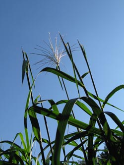 Miscanthus_giganteus_HERGysenberg011011_ja02.jpg