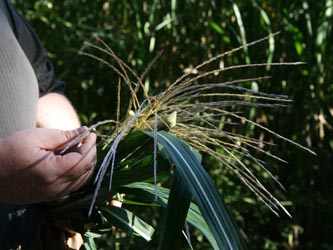 Miscanthus_giganteus_HERGysenberg_011011_CB87.jpg