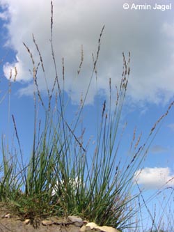 Molinia_caerulea_LueneburgerHeide_ElbeEx2008_ja01.jpg