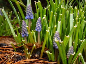 Muscari_BOWeitmarFranziskusfriedhof_060316_ho01.jpg