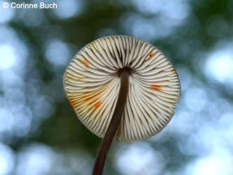 Mycena_crocata_BOKalwes231011_CB21.jpg