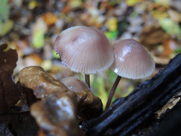 Mycena_haematopus_BO_Koenigsbuescher_Waeldchen_221017_ja01.jpg