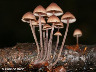 Mycena_haematopus_BoevinghauserBachtal141012_CB13.jpg