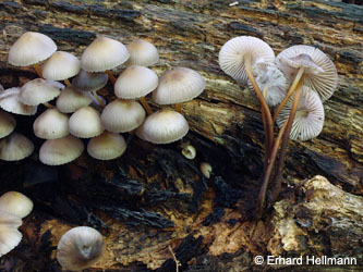 Mycena_inclinata_BOMailand_111015_EHellmann01.jpg