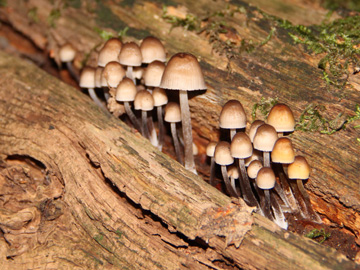 Mycena_inclinata_BOMailand_161016_Pilze_CB01.jpg