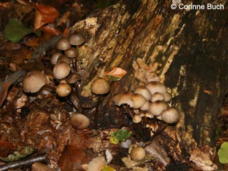 Mycena_inclinata_BoevinghauserBachtal141012_CB45.jpg