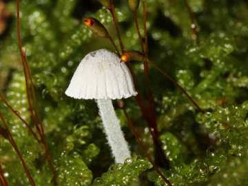 Mycena_pseudocorticola_BO_Koenigsbuescher_Waeldchen_Pilze_CB02.jpg