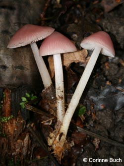 Mycena_rosea_BoevinghauserBachtal141012_CB07.jpg