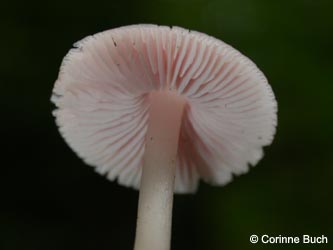 Mycena_rosea_BoevinghauserBachtal141012_CB08.jpg