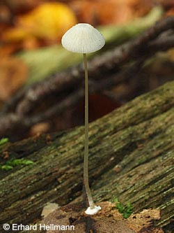 Mycena_stylobates_BO_WeitmarerHolz_121014_Hellmann.jpg