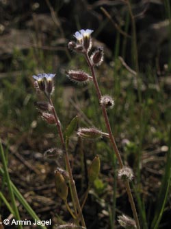 Myosotis_ramosissima_HERCrange050513_ja02.jpg