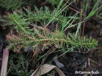 Myriophyllum_verticillatum_Elbe2008_5_CB30.jpg