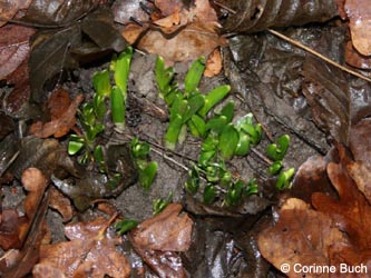 Narcissus_RuhrUniBochum090124_CB28.jpg