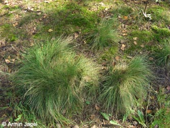 Nardus_stricta_LueneburgerHeide_ElbeEx2008_ja02.jpg