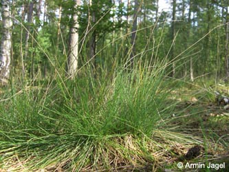 Nardus_stricta_LueneburgerHeide_ElbeEx2008_ja04.jpg