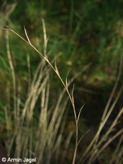 Nardus_stricta_LueneburgerHeide_ElbeEx2008_ja06.jpg