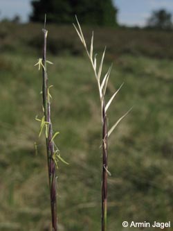 Nardus_stricta_NSGNeuerHagen_Sauerland040611_ja04.jpg