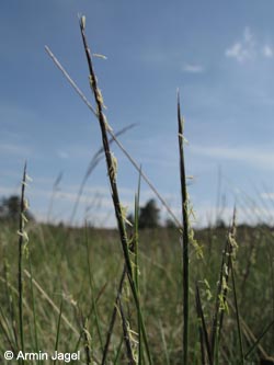 Nardus_stricta_NSGNeuerHagen_Sauerland040611_ja05.jpg